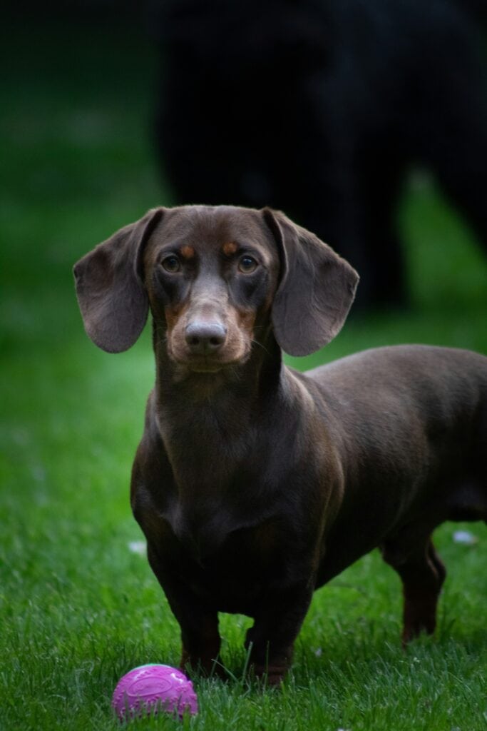 What Is The Life Expectancy Of A Dachshund