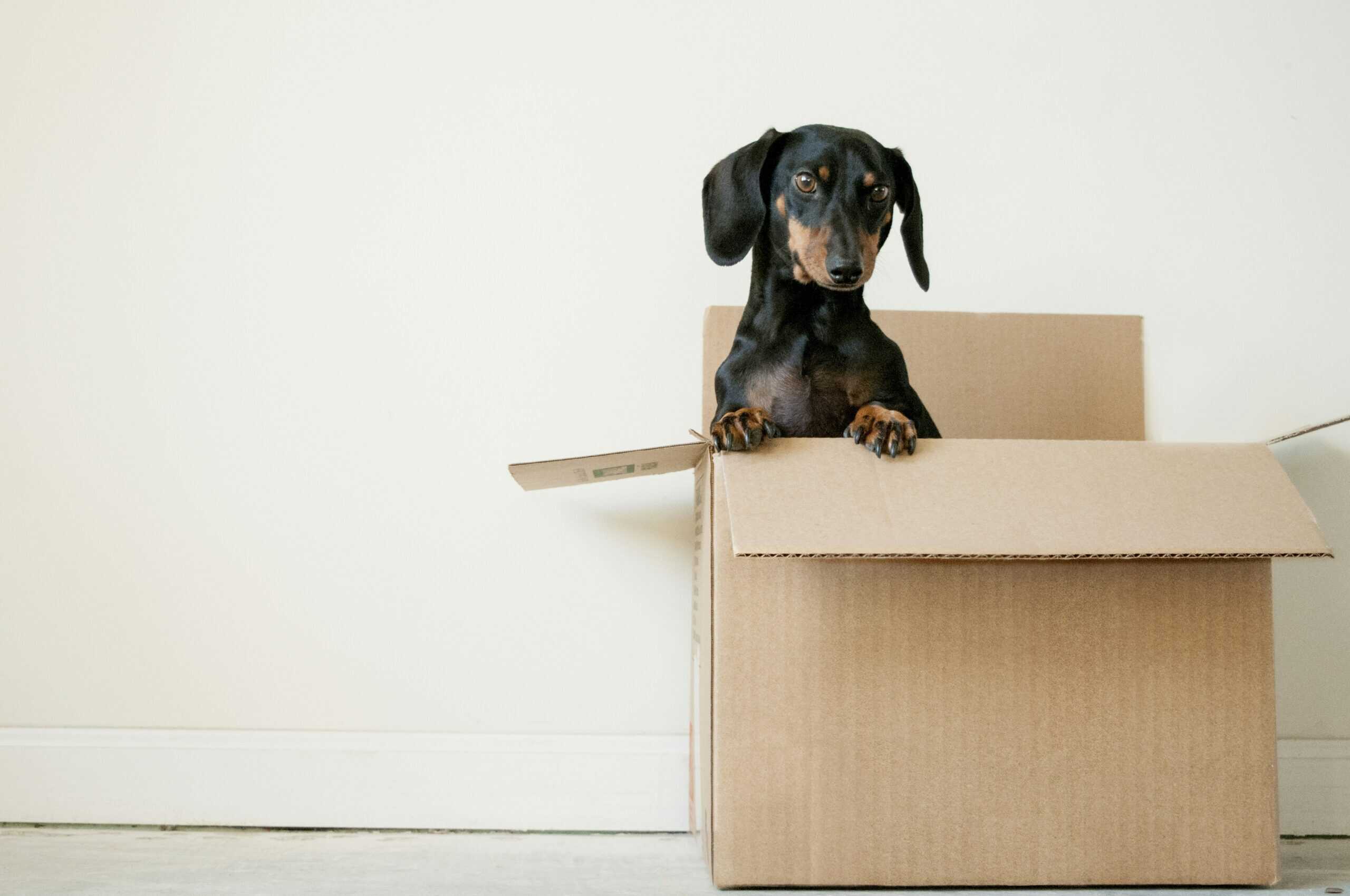 Where to adopt a dachshund near me
