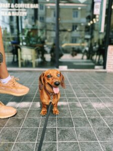 how not to pick up a dachshund