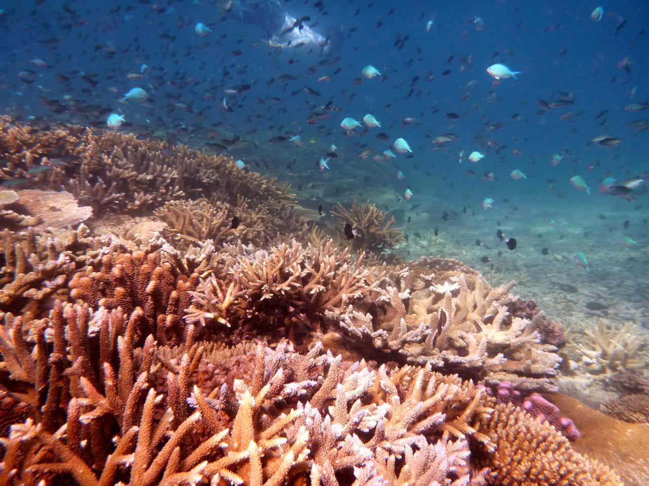 Island Spirit Responsible travel fiji coral gardening