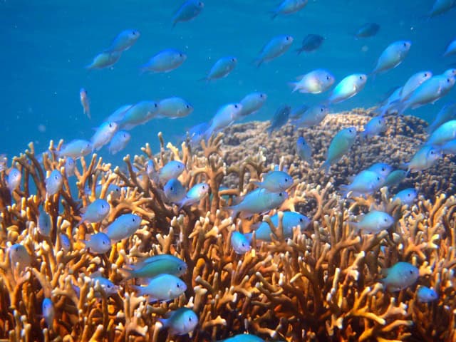 Rainbow Reef Taveuni Fish