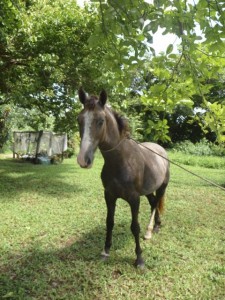 New Optional Activity from Island Spirit Horse Riding