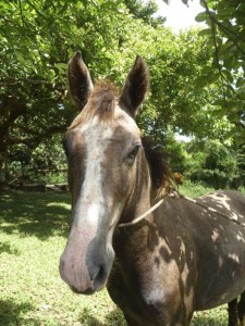 New Optional Activity from Island Spirit Horse Riding