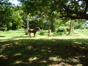 New Optional Activity from Island Spirit Horse Riding