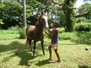 New Optional Activity from Island Spirit Horse Riding