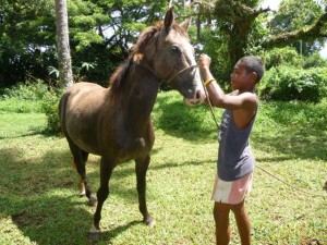 New Optional Activity from Island Spirit Horse Riding