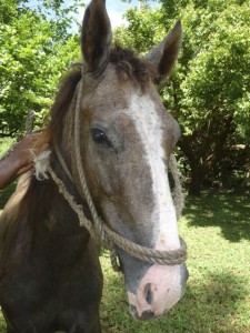 New Optional Activity from Island Spirit Horse Riding