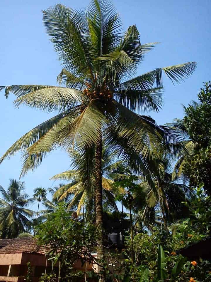 Fotoalbum Detektei Indien