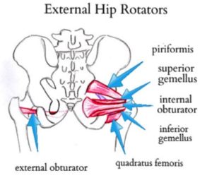 Knee Pain- picture of hip external rotator muscles