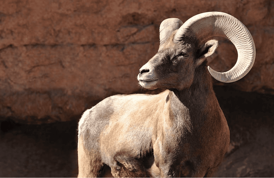 Majestic desert bighorn sheep with curled horns in Arizona desert, wildlife conservation.