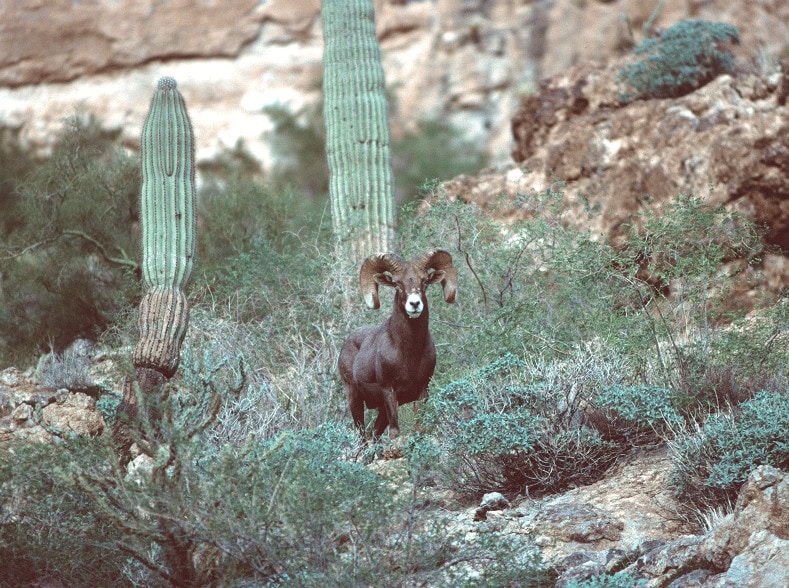 Arizona Desert Bighorn Sheep Society in Mesa, AZ, featuring desert bighorn sheep among cacti and rocky landscape.