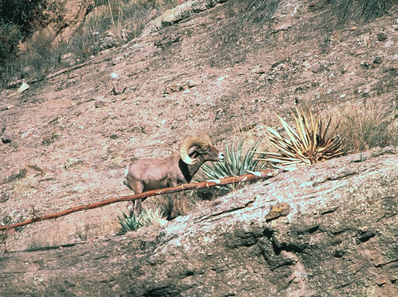 Bighorn sheep on desert hillside in Mesa, Arizona, part of Arizona Desert Bighorn Sheep Society.