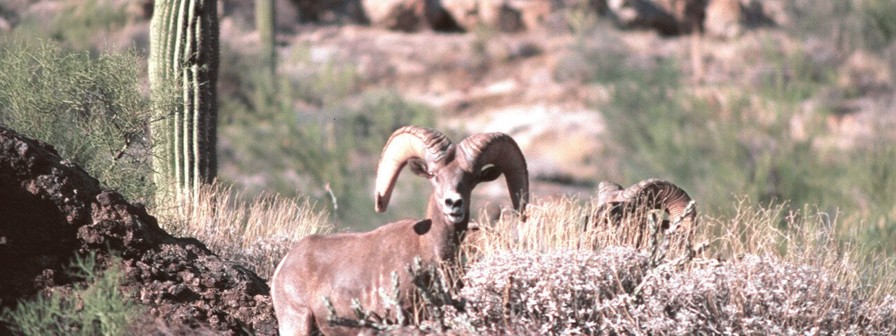 Ram’s horned head of desert bighorn sheep in Arizona desert landscape.