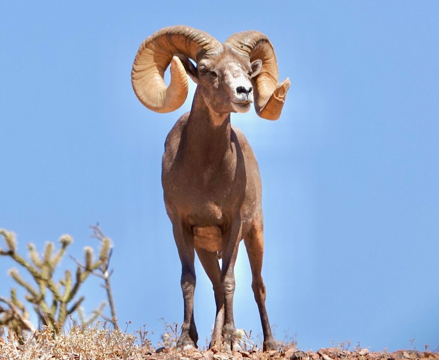 Majestic desert bighorn sheep in Arizona desert, prominent in conservation and wildlife society.