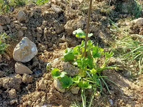 Vigneto Begnardi con giovane pianta di vite in fase di sviluppo.