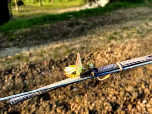 Vite di vite in crescita su un filare, pronta a produrre uva per il vino.