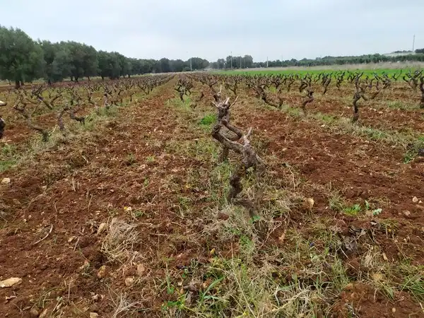 Adotta un vigneto, vigneti coltivati per la produzione di vino di qualità.