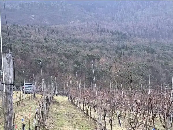 Vigneto in inverno con filari di uva e paesaggio montano sullo sfondo.
