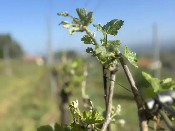 Vigneto con giovani tralci pronti alla crescita, ideale per adozione e cura delle vigne.