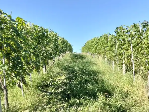 Vigneto verdeggiante sotto cielo azzurro per Adotta un Vigneto.