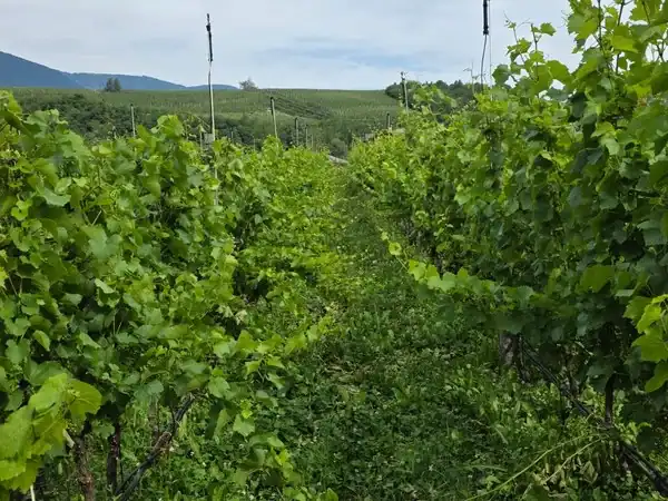 Vigneto verdeggiante per progetto Adotta un Vigneto.
