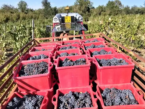 Uva da vino raccolta in cassette nel vigneto.