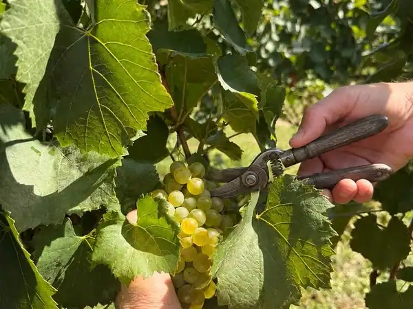 Raccolta di uva bianca matura nel vigneto con cesoie.