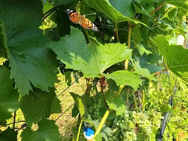 Vigneto con foglie, grappoli d'uva e farfalla colorata.