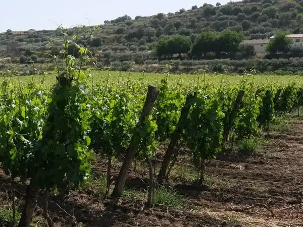 Vigneto verde in Toscana con colline e case sullo sfondo.