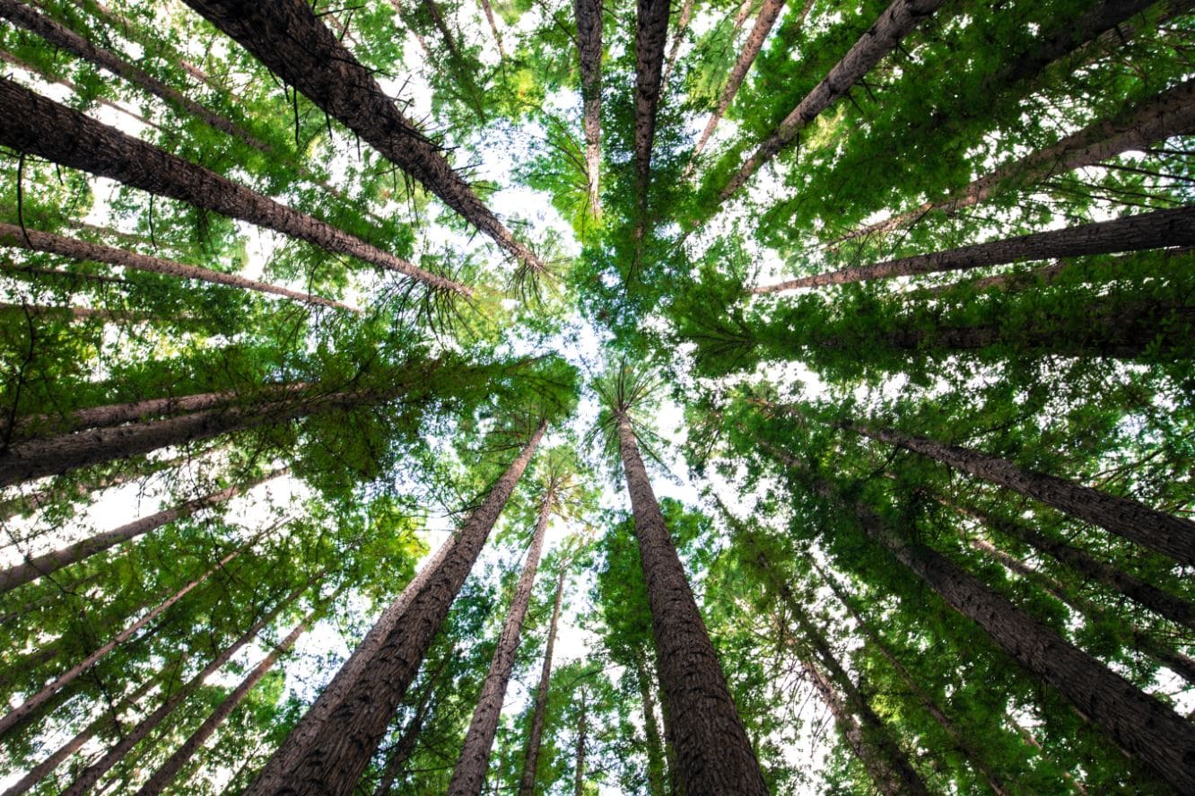 Himmelssicht im grünen Wald, hohe Bäume mit Laubdach, Natur, Baumstämme, Sonnenstrahlen durch Blätter, Waldspaziergang, nachhaltige Forstwirtschaft, Naturerlebnis, Grünfläche, Umwelt, Ökologie, Ruhe und Erholung.