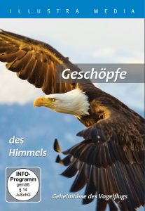 Fliegender Adler im Flug mit offenen Flügeln, Naturfotografie, Himmel im Hintergrund, Schulbuch für Kinder, mit Bezug zu Vögeln und Himmel, ideal für Bildungs- und Umweltthemen.