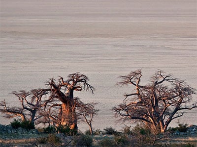 Trees by water