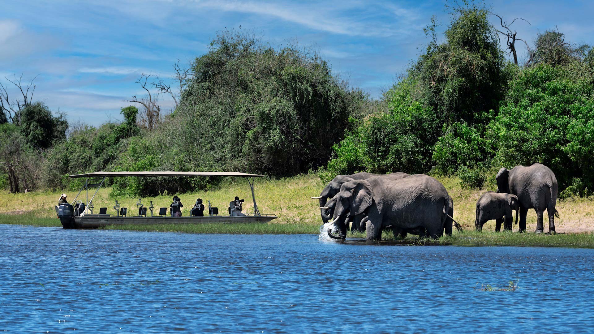 Elephants in water