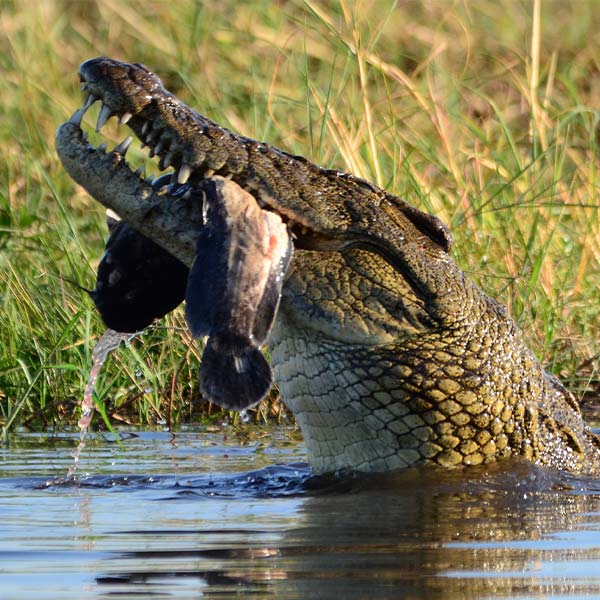 Crocodile eating in water