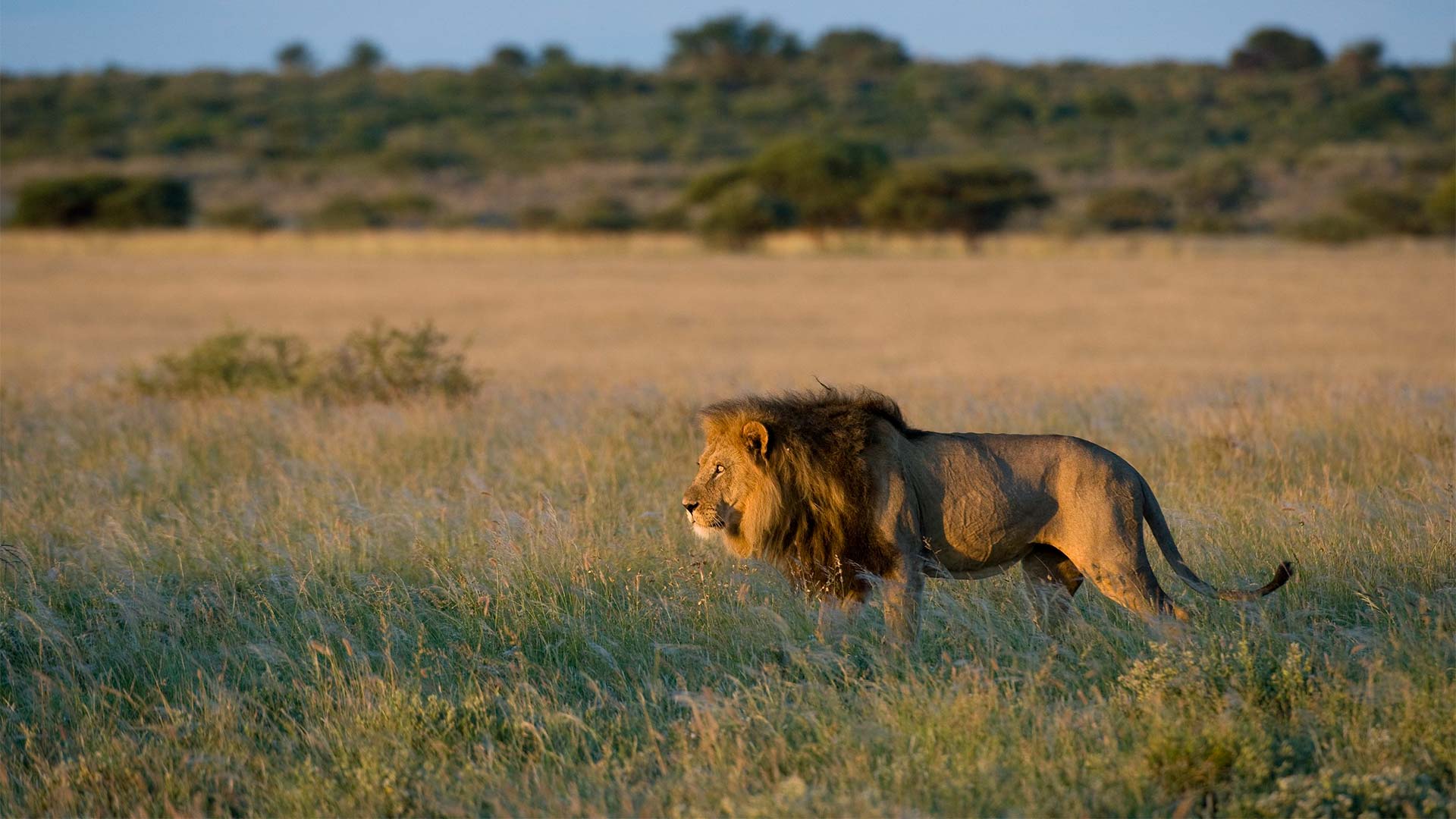 lion in safari