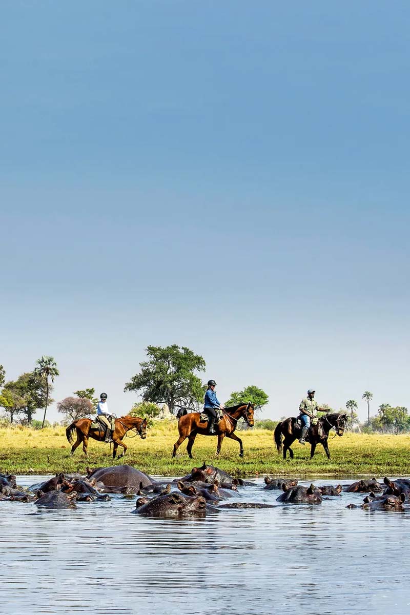 Horse riding next to hippos