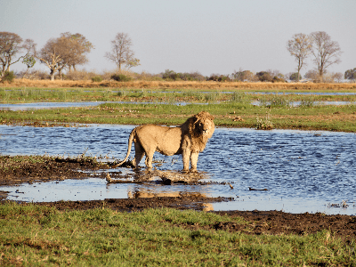 Lion Big 5 Okavango