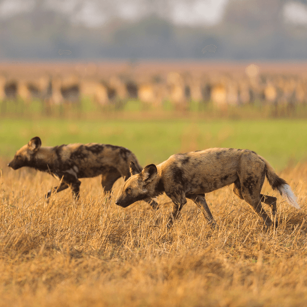 Okavango Delta