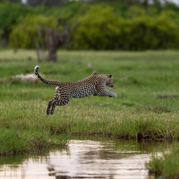 Okavango Delta