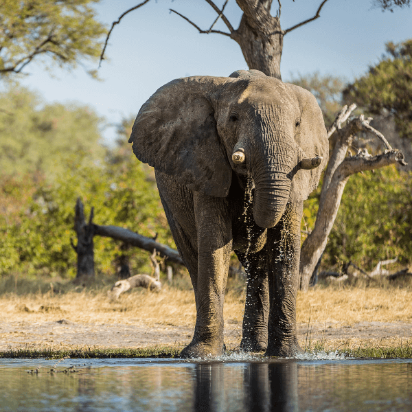 Okavango Delta