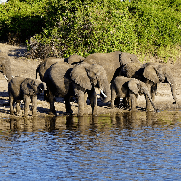 Chobe National Park