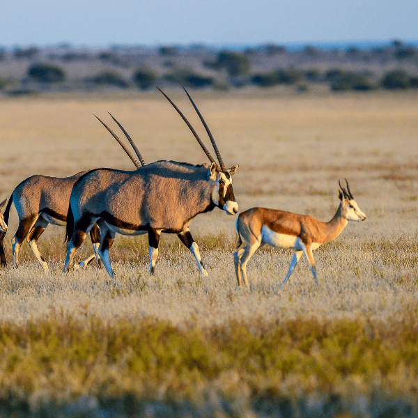 Central Kalahari