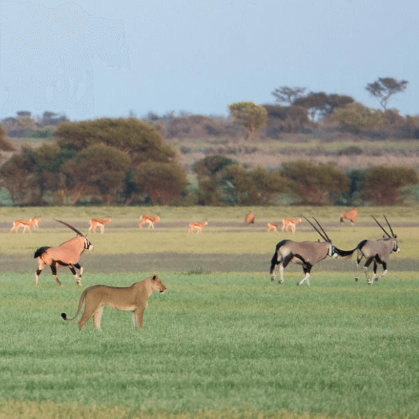 Central Kalahari