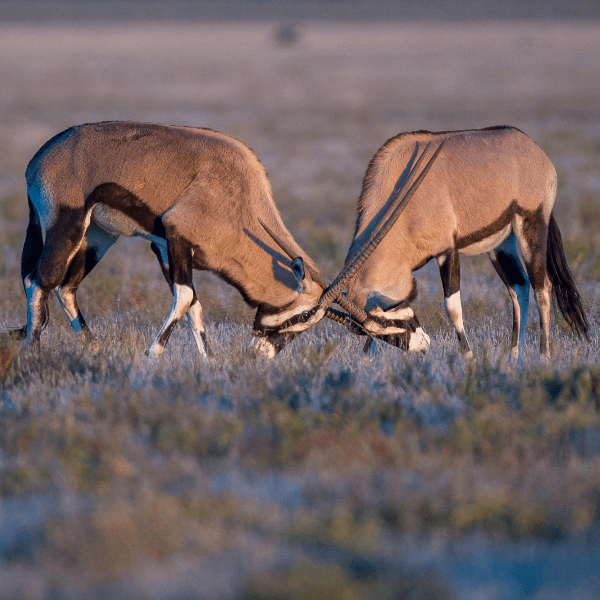 Central Kalahari