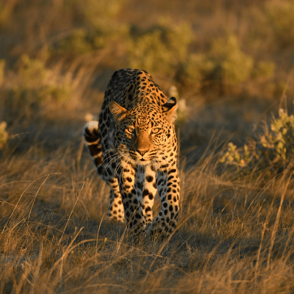 Central Kalahari