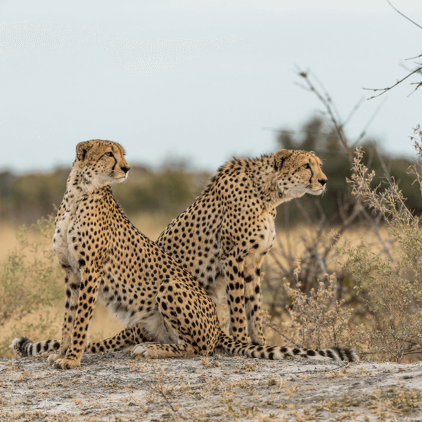 Central Kalahari