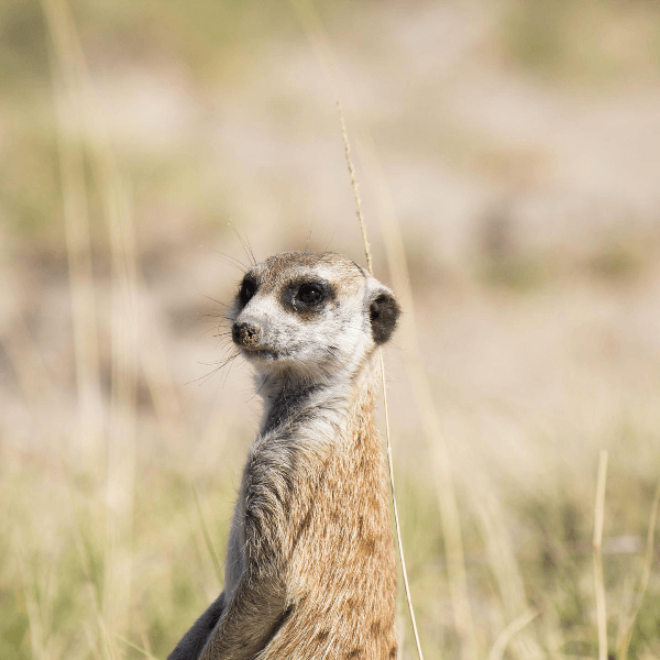 Central Kalahari