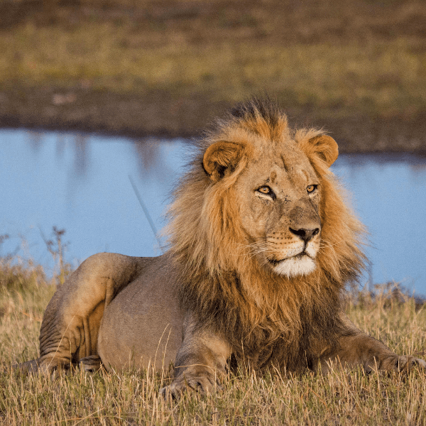 Makgadikgadi Leroo