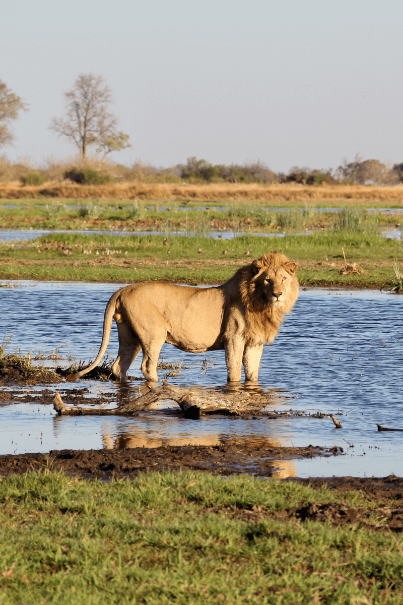 Lion in Okavango Delta