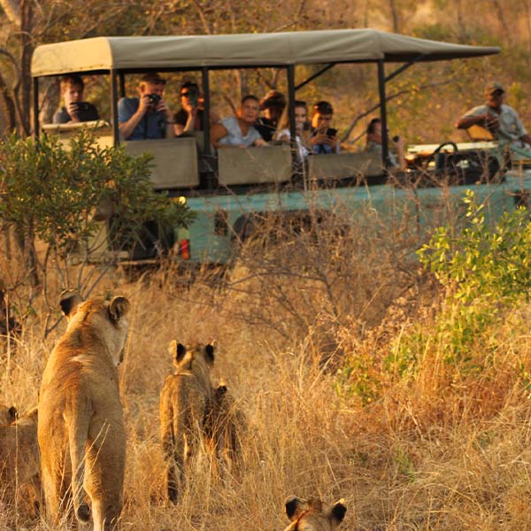Game drive next to lions